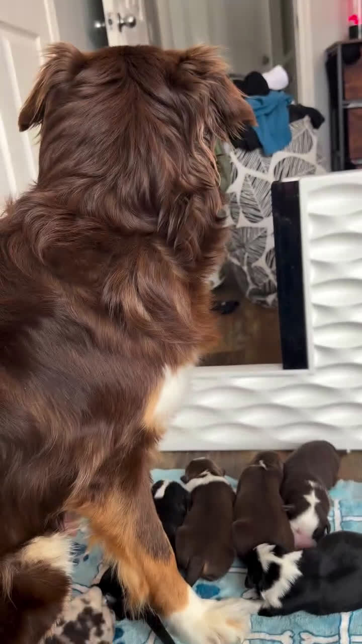 Australian Shepherd dogs for sale: Australian Shepherd Puppy 3 - Video 4