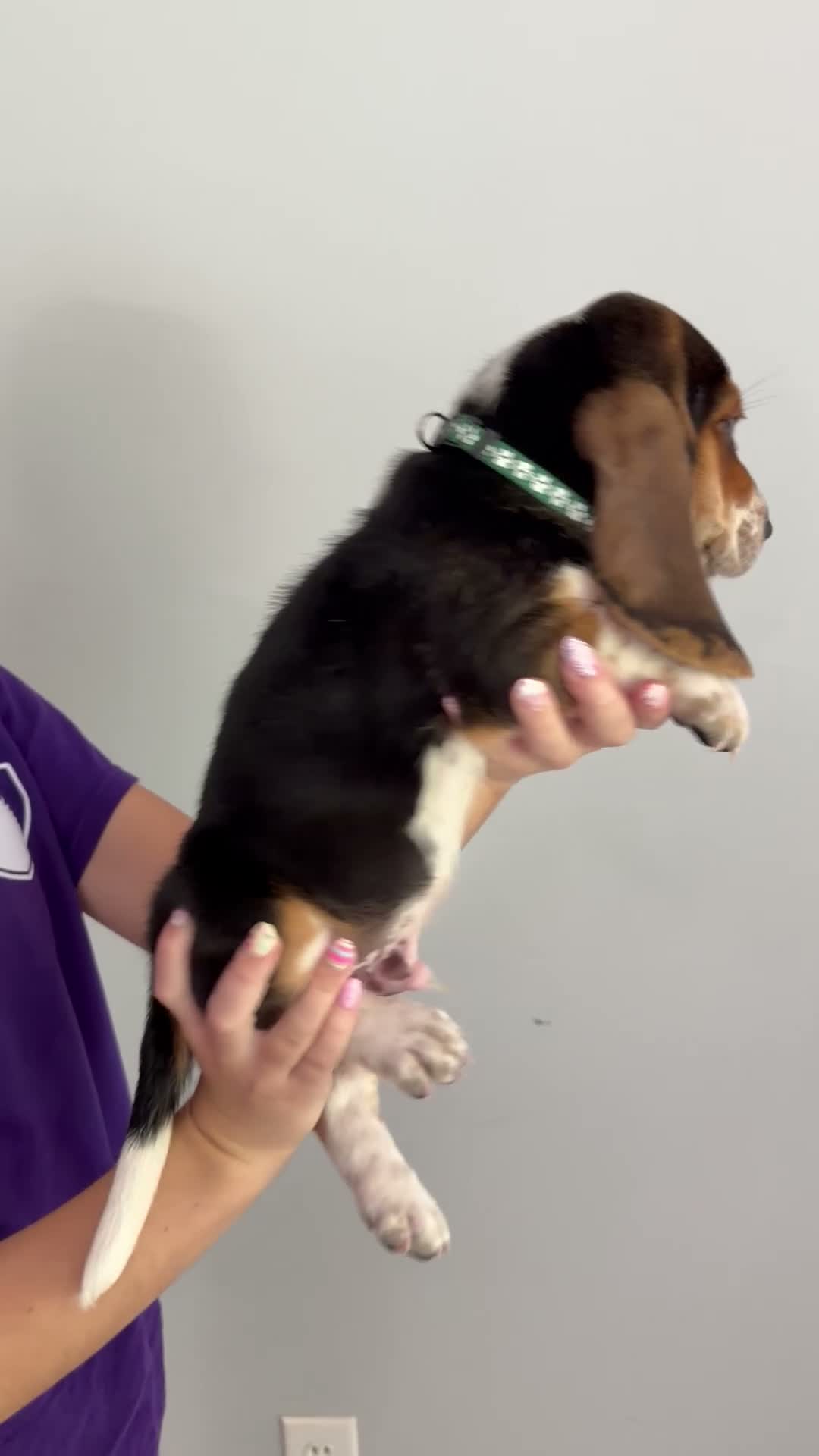 Basset Hound dogs for sale: Ronnie - Video 1