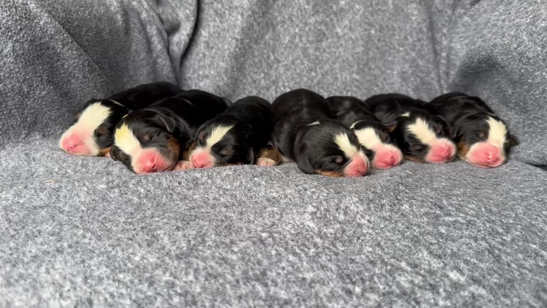Bernese Mountain Dog dogs for sale: Berner bunch - Video 1