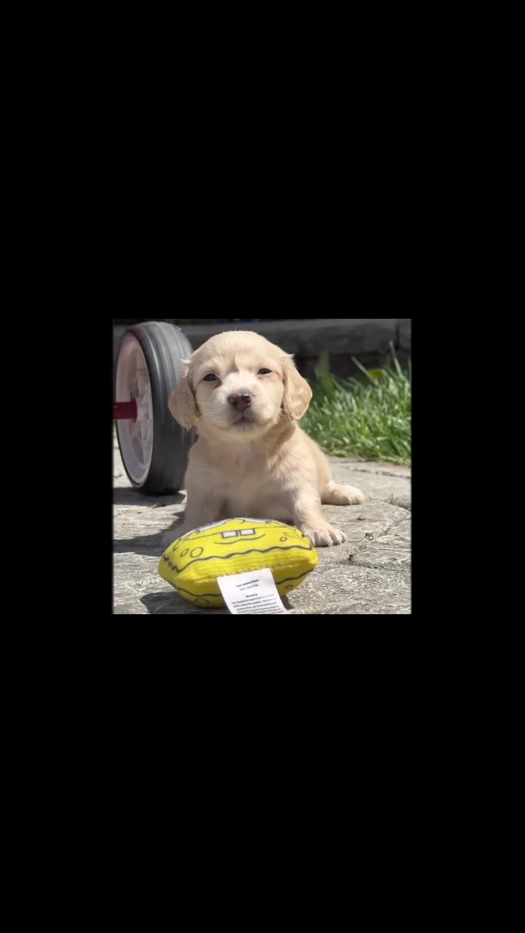 Dachshund dogs for sale: Gaylin  - Video 1