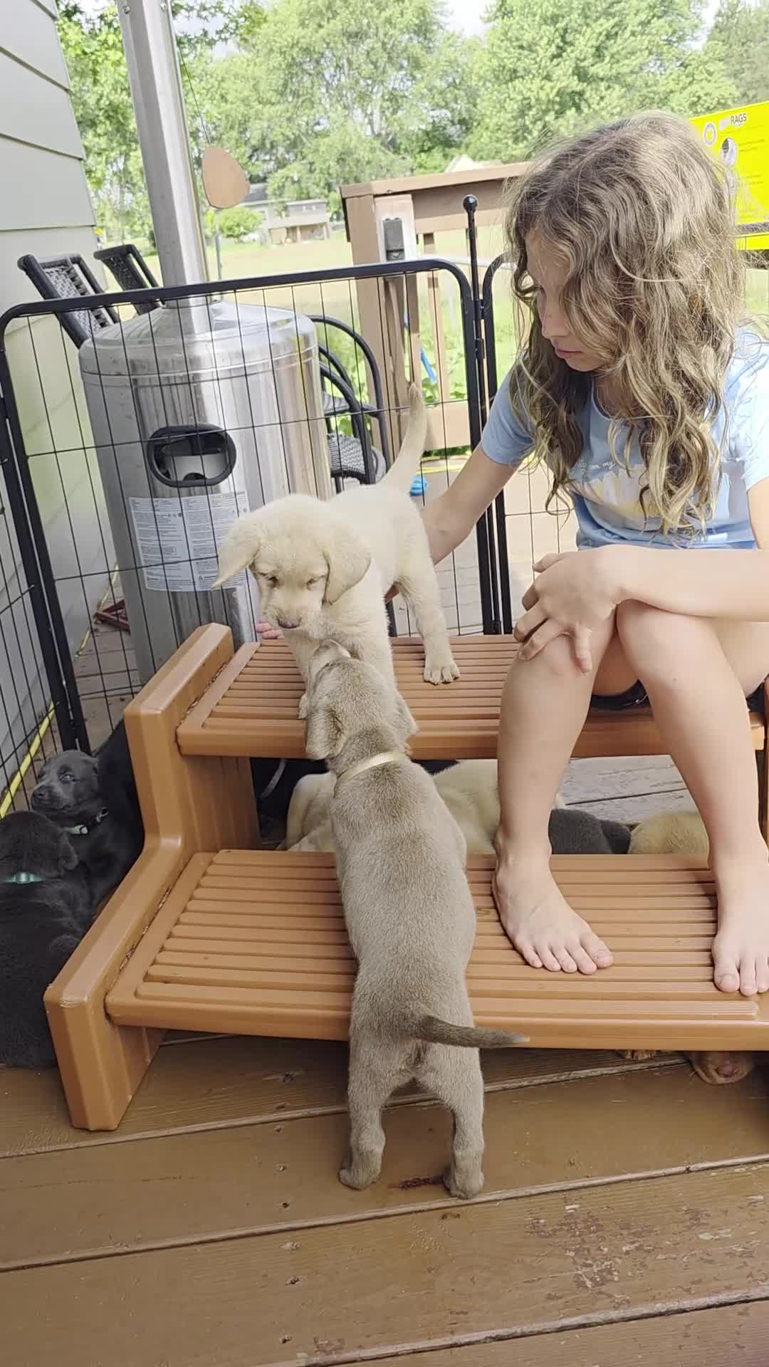 Labrador Retriever dogs for sale: Luigi - Video 7