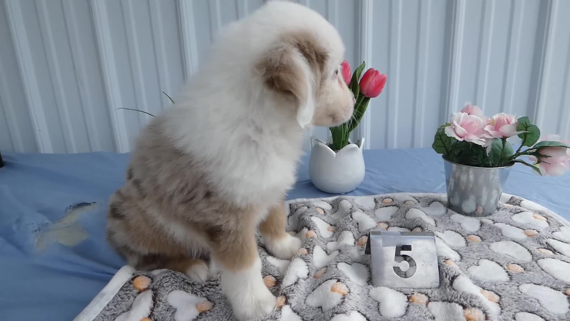 Miniature Australian Shepherd dogs for sale: Miniature Australian Shepherd 5 Devin - Video 1