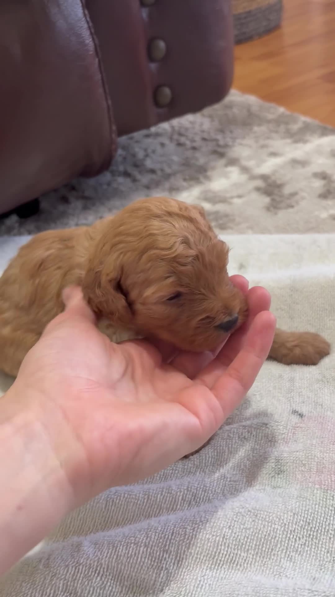 Cavapoo dogs for sale: Pax - Video 1