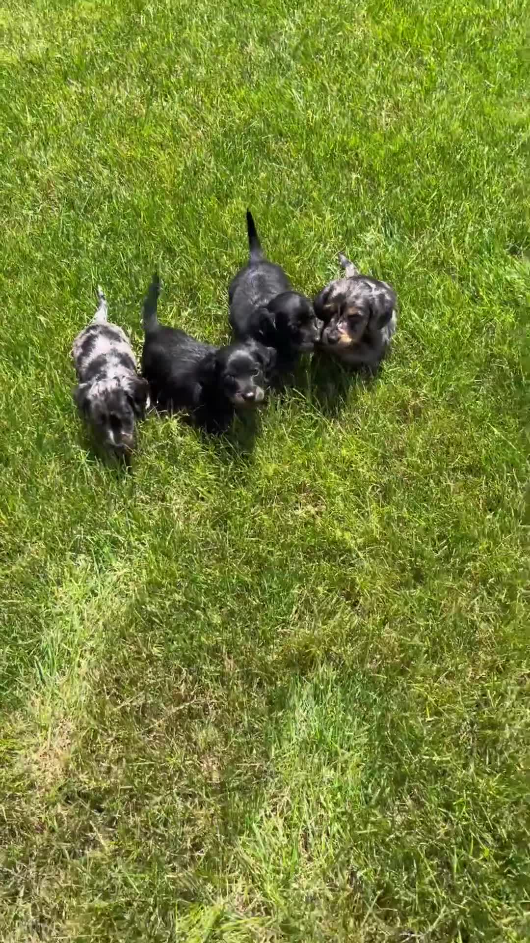 Miniature Dachshund dogs for sale: Jill - Video 2