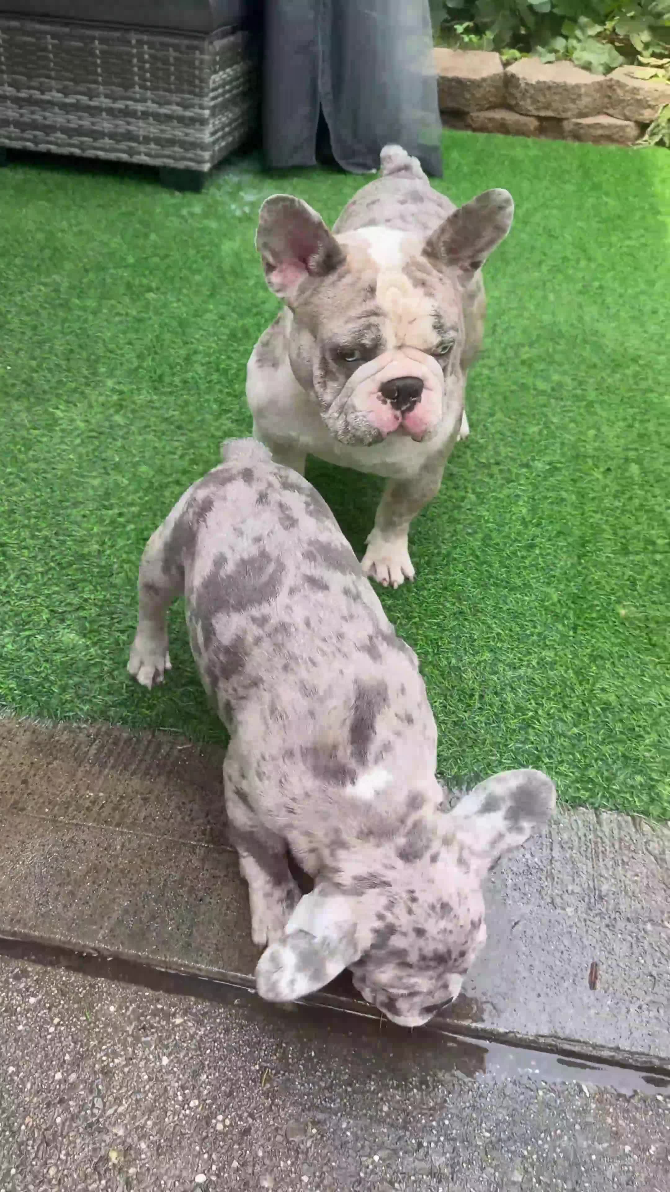 French Bulldog dogs for stud: French Bulldogs  - Video 2