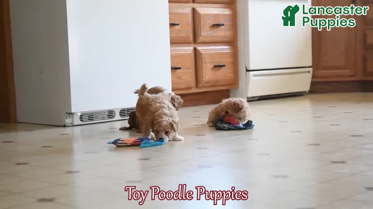 Toy Poodle dogs for sale: Bosko - Video 1