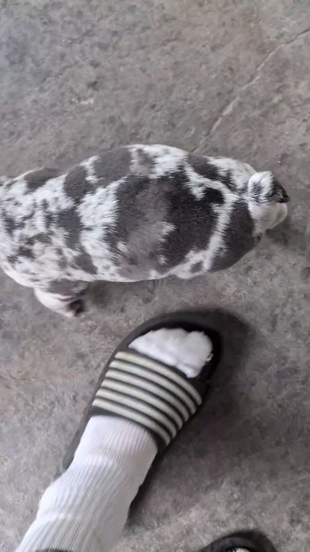 French Bulldog dogs for sale: Flint - Video 1