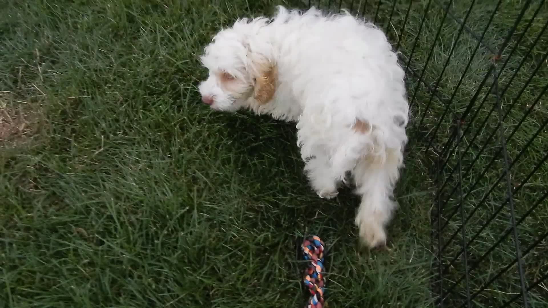 Cockapoo dogs for sale: Lucky - Video 1