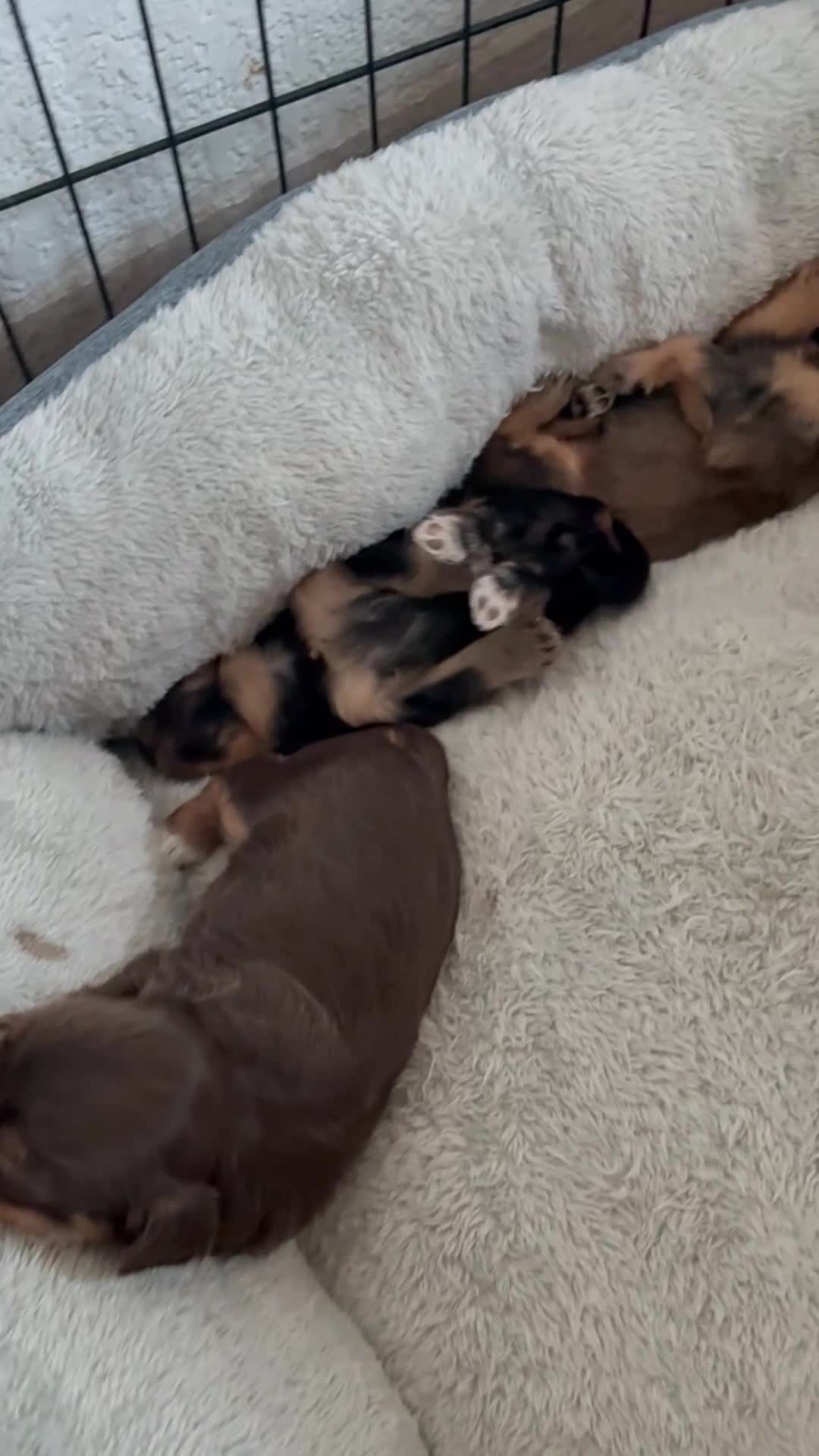 Yorkiepoo dogs for sale: Yorkiepoo 4 - Video 3