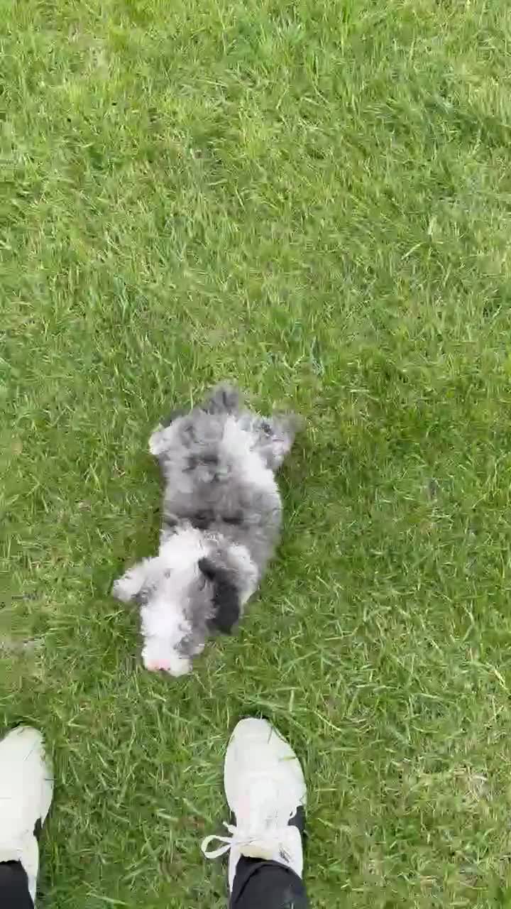 Miniature Poodle dogs for sale: Mini Paisley - Video 3
