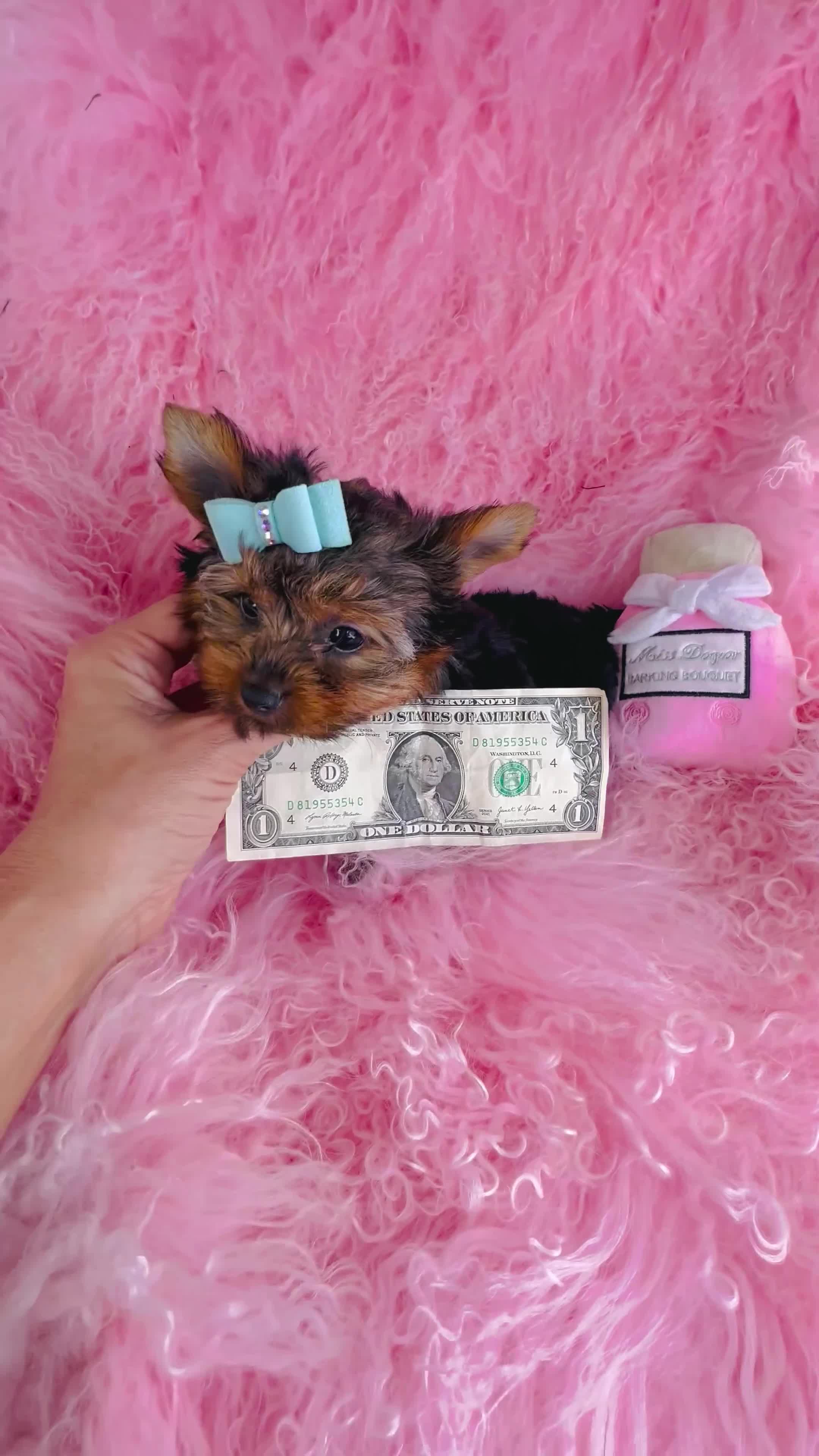 Yorkshire Terrier dogs for sale: Yorkshire Terrier 1 - Video 1