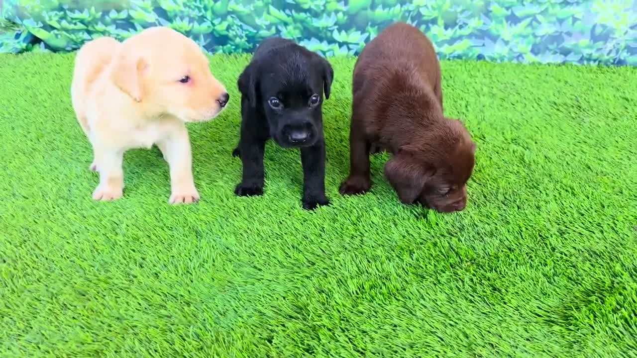 Labrador Retriever dogs for sale: Bear - Video 4