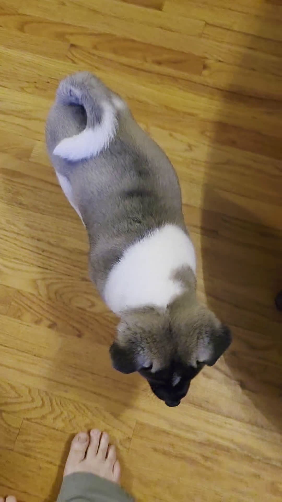 Akita dogs for sale: AKC Charm - Video 5