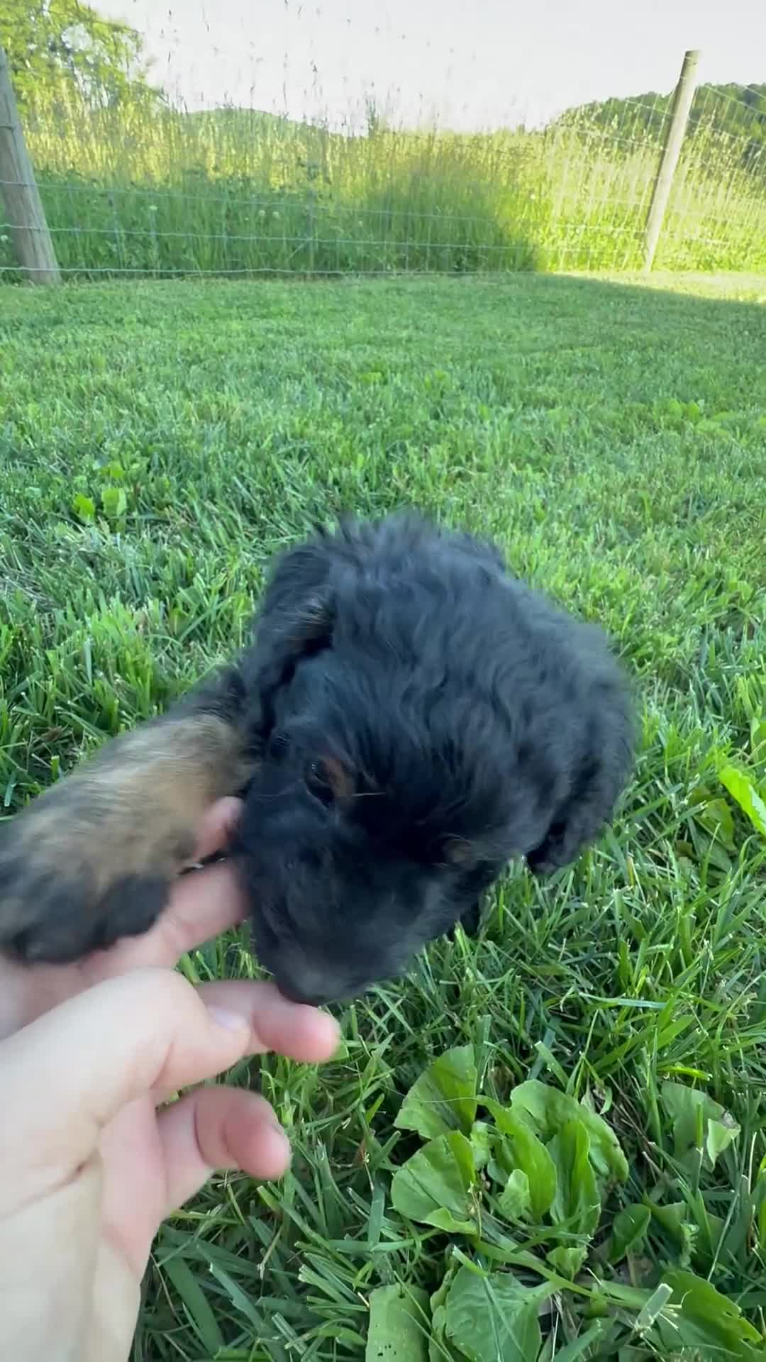 Mini Bernedoodle dogs for sale: Forest - Video 1
