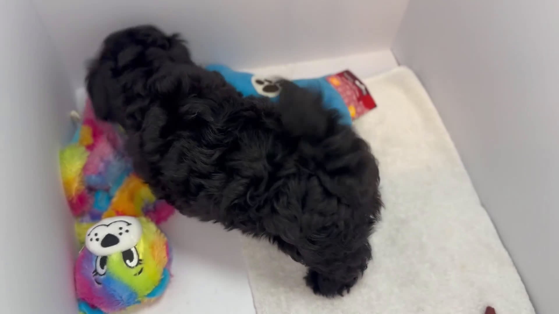 Mixed Breed dogs for sale: Duke - Video 1