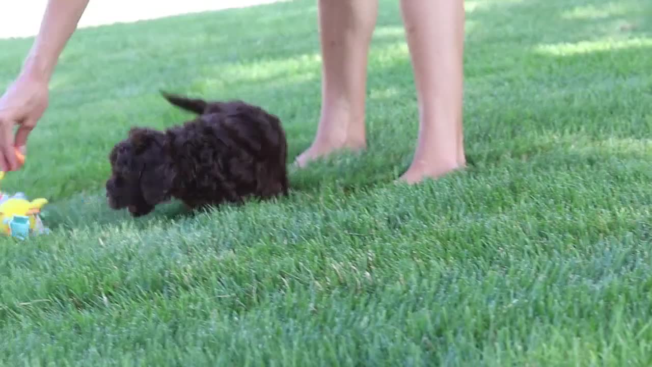 Cockapoo dogs for sale: Trevor - Video 1