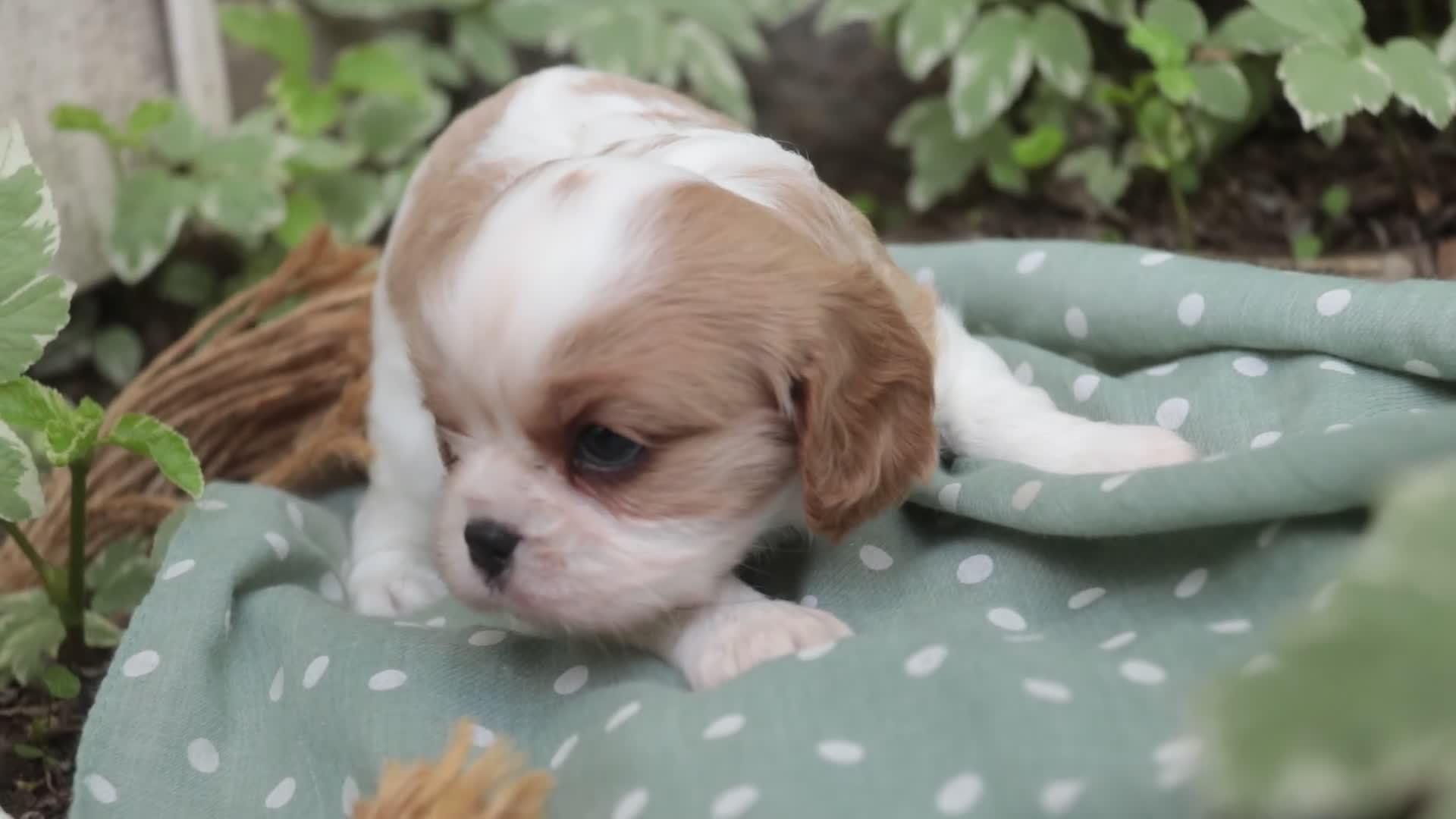 Cavalier King Charles Spaniel dogs for sale: Delilah - Video 1