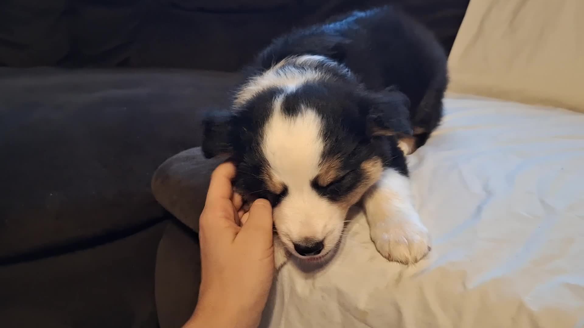 Miniature Australian Shepherd dogs for sale: Grizz - Video 1