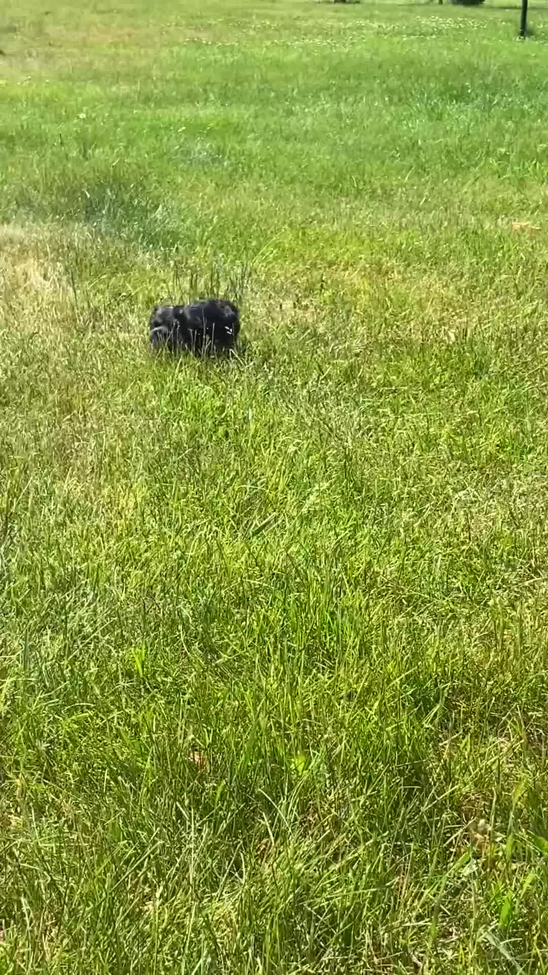 Miniature Schnauzer dogs for sale: Jules - Video 1