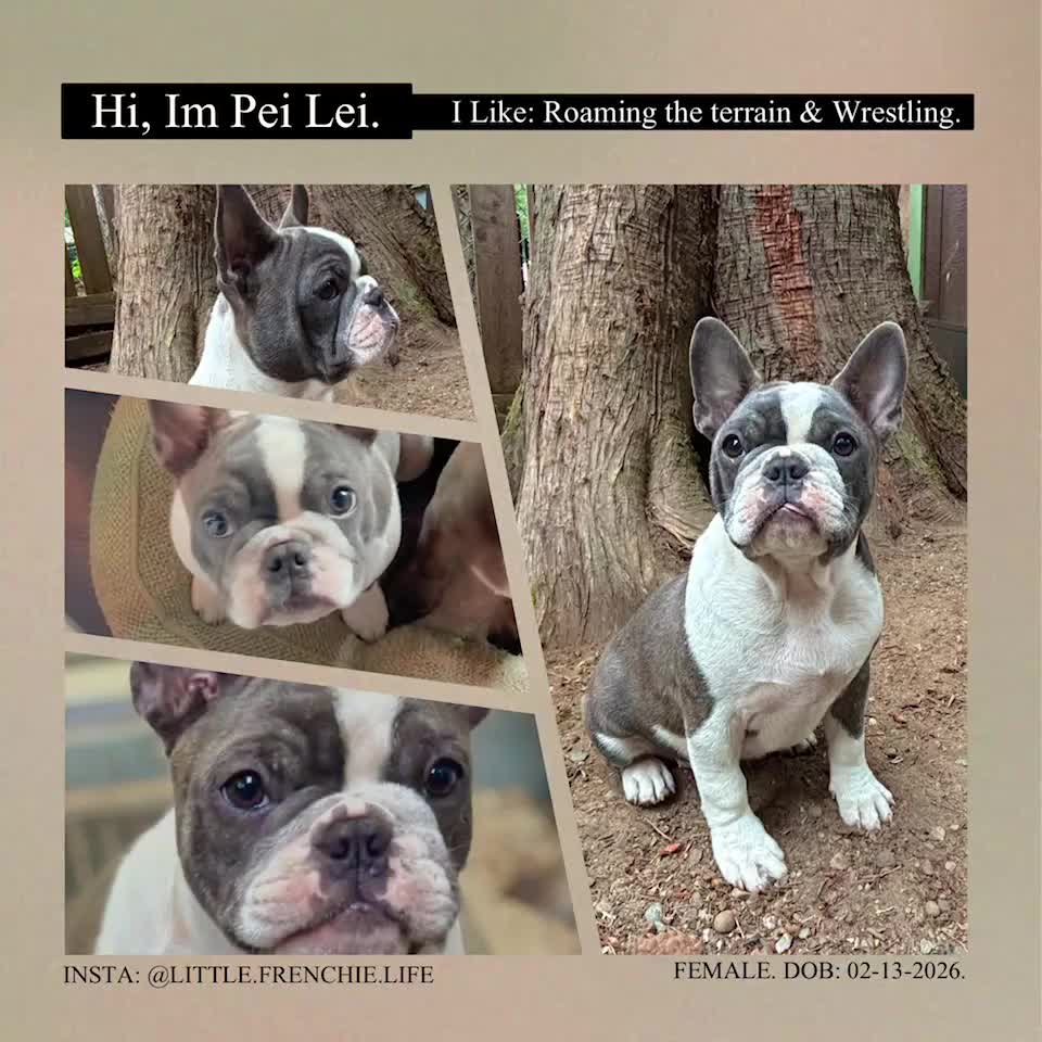 Frenchton dogs for sale: Pei Lei - Video 1