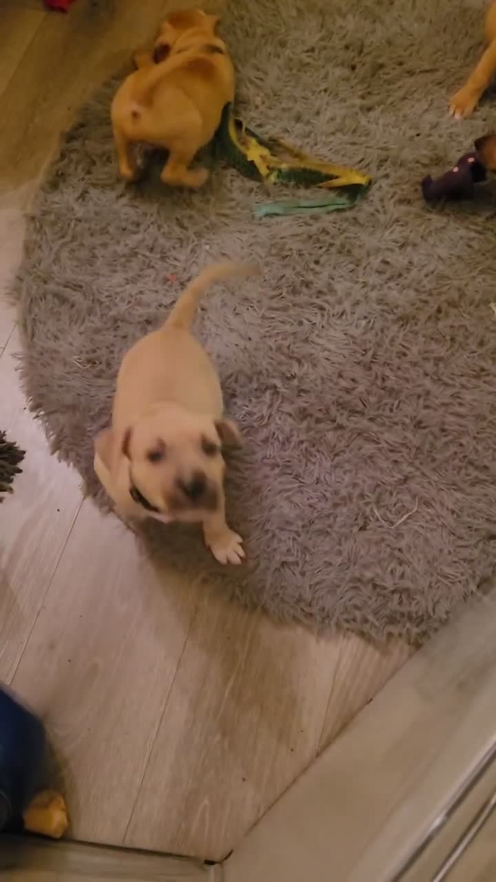 American Bully dogs for sale: Amethyst  - Video 2