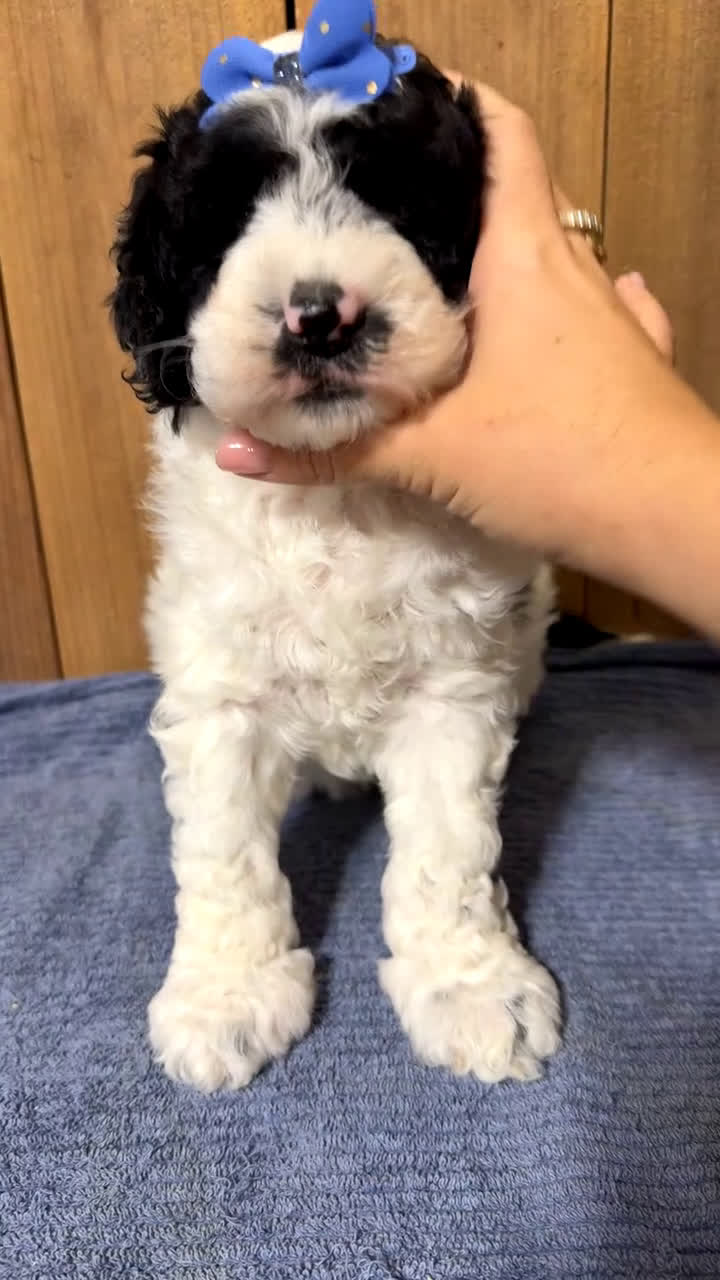 Mixed Breed dogs for sale: Medium F1b Bernedoodle - Scarlett - Video 4