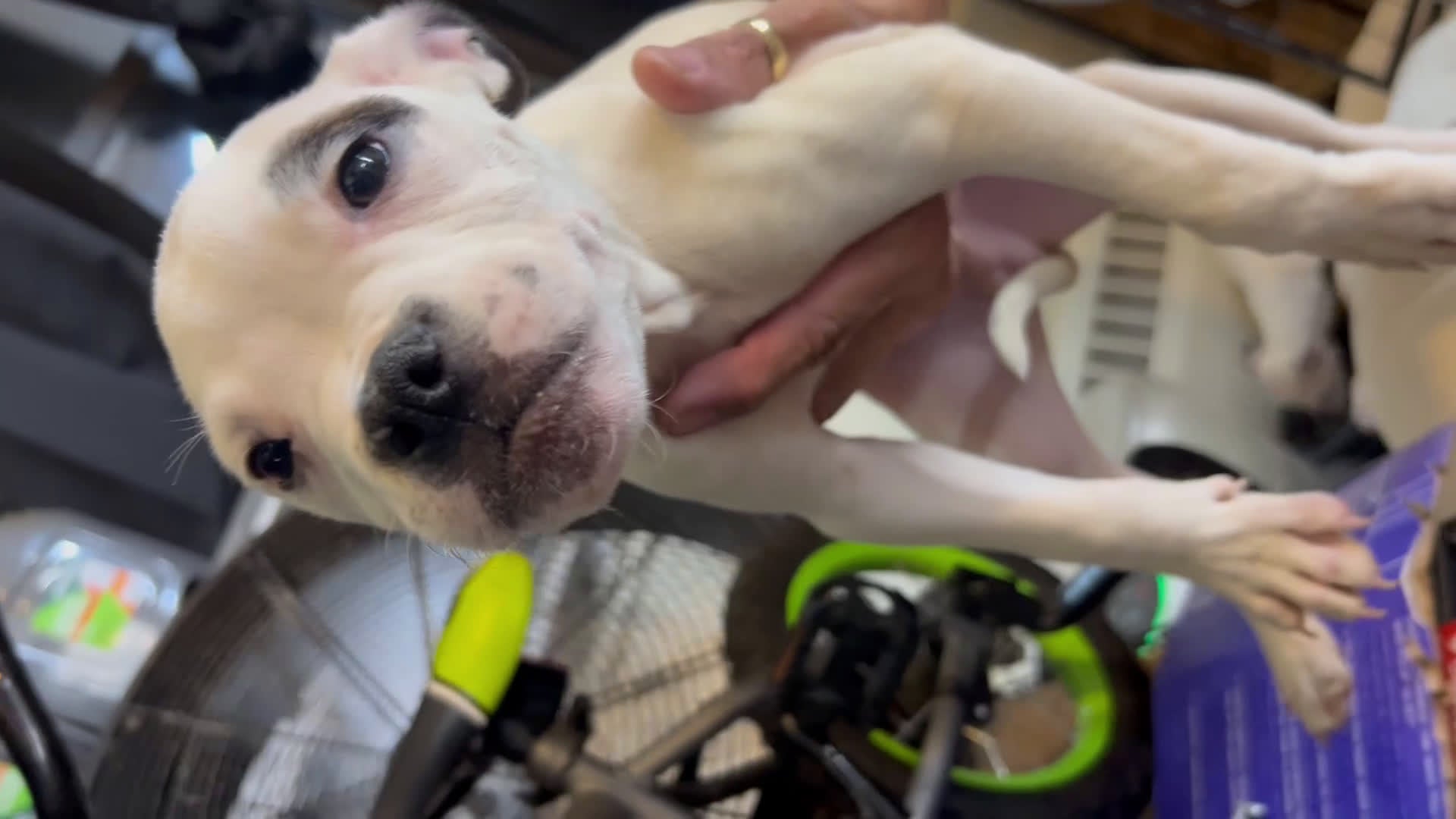 American Bully dogs for sale: American Bully Puppy 3 - Video 1