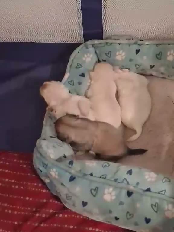 Pekingese dogs for sale:  Monty - Video 1