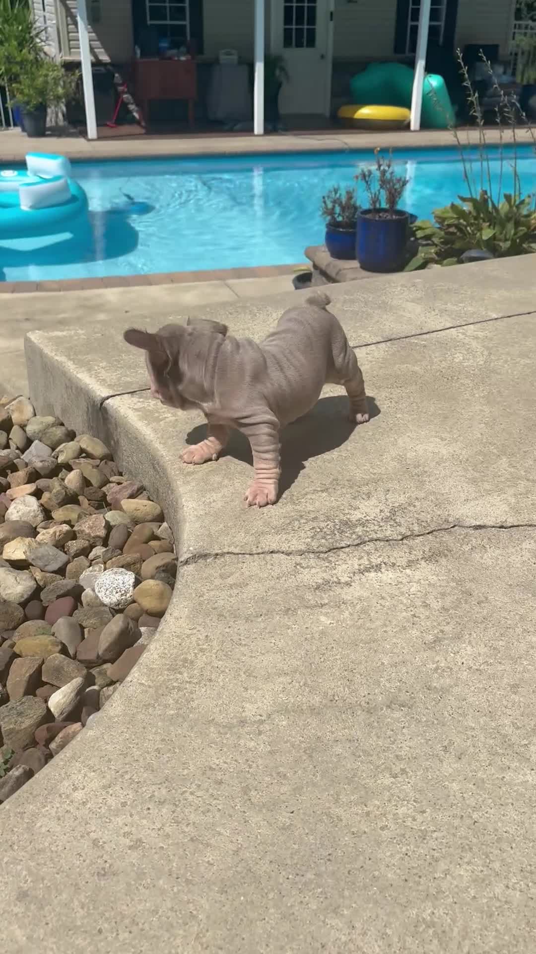 French Bulldog dogs for sale: ChiChi - Video 1