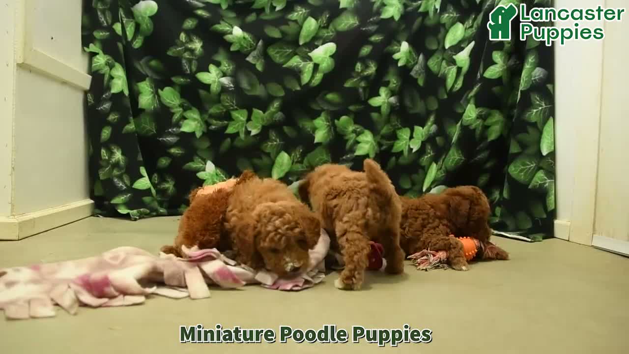 Miniature Poodle dogs for sale: Ginger - Video 1