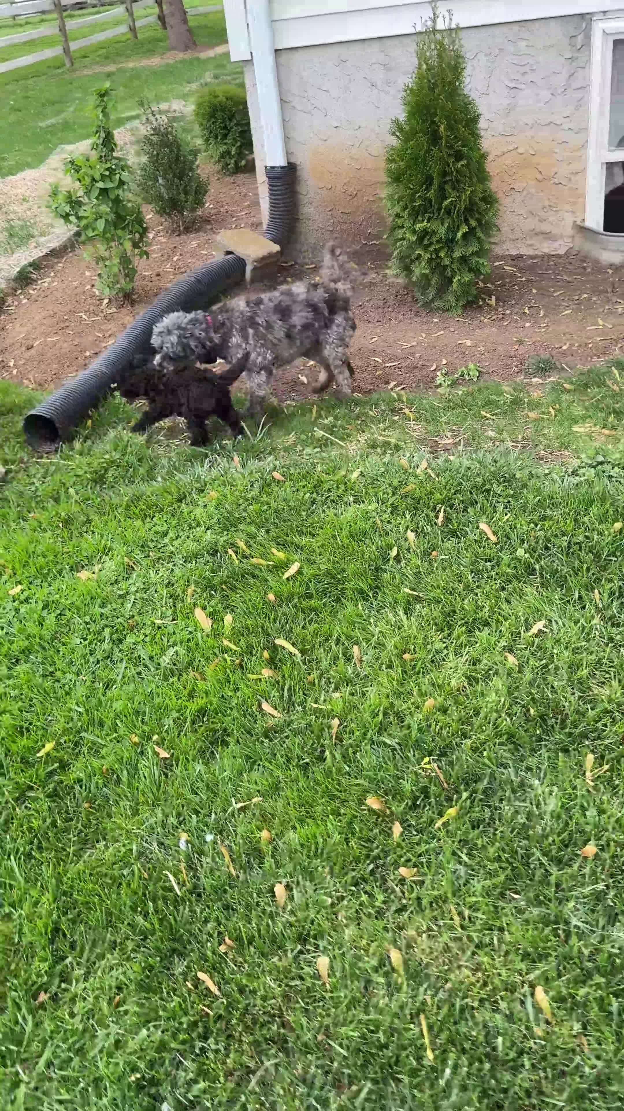 Mixed Breed dogs for sale: Quigley - Video 1