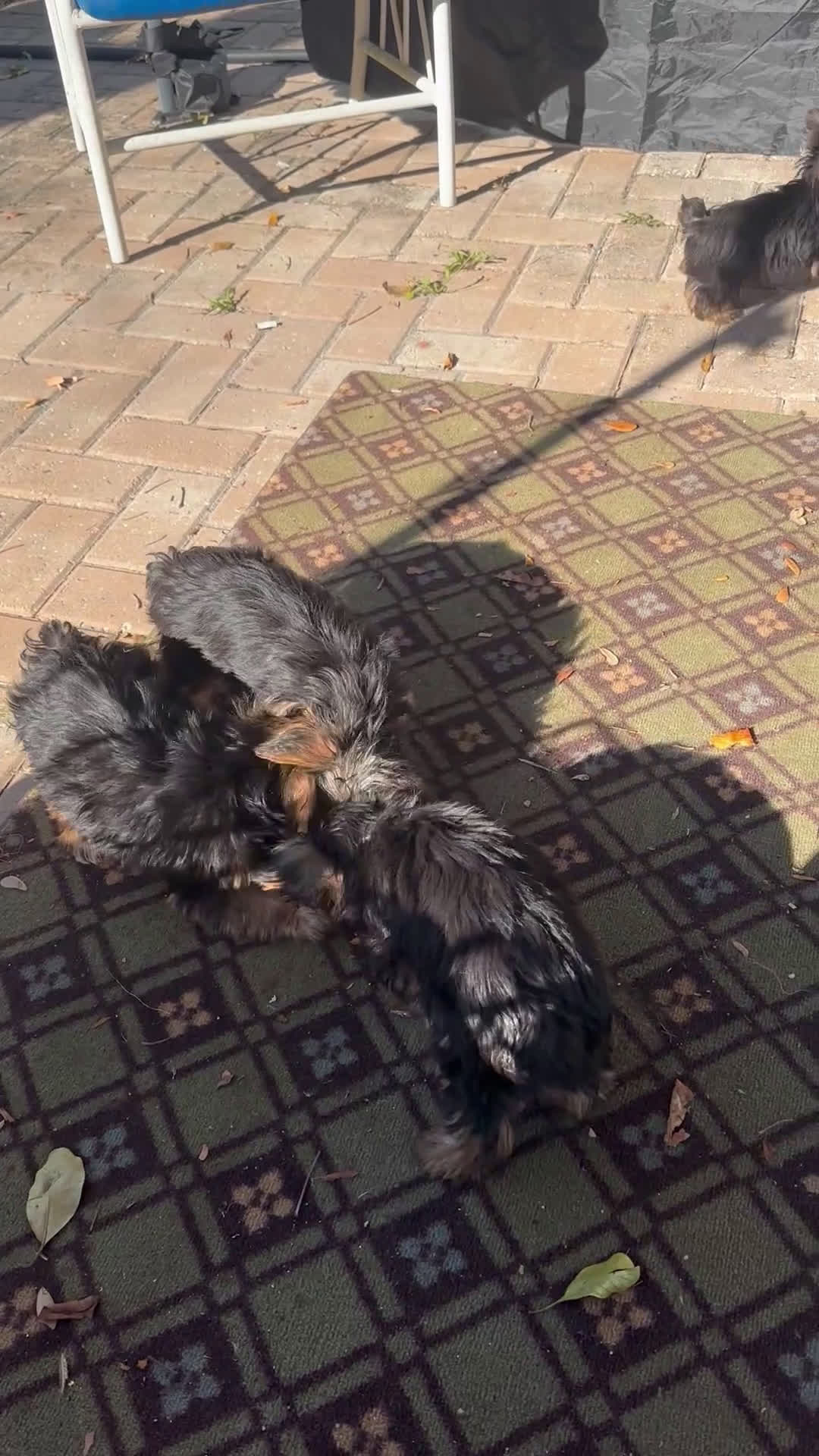 Yorkshire Terrier dogs for sale: Yorkshire Terrier Puppy 2 - Video 1