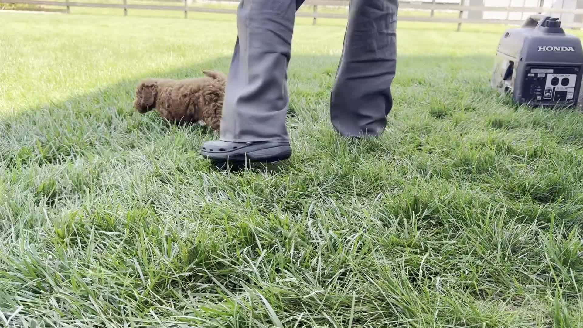 Miniature Poodle dogs for sale: Tyler - Video 1