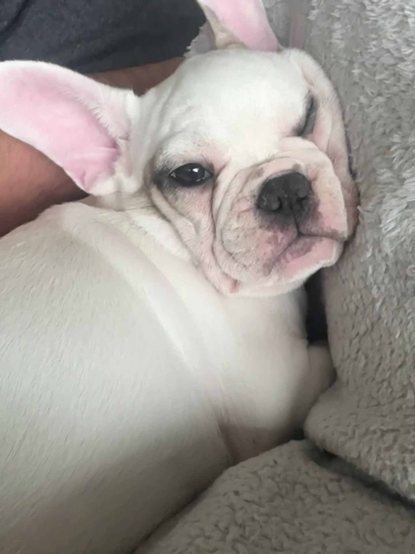 French Bulldog dogs for sale: Frenchie - Video 2