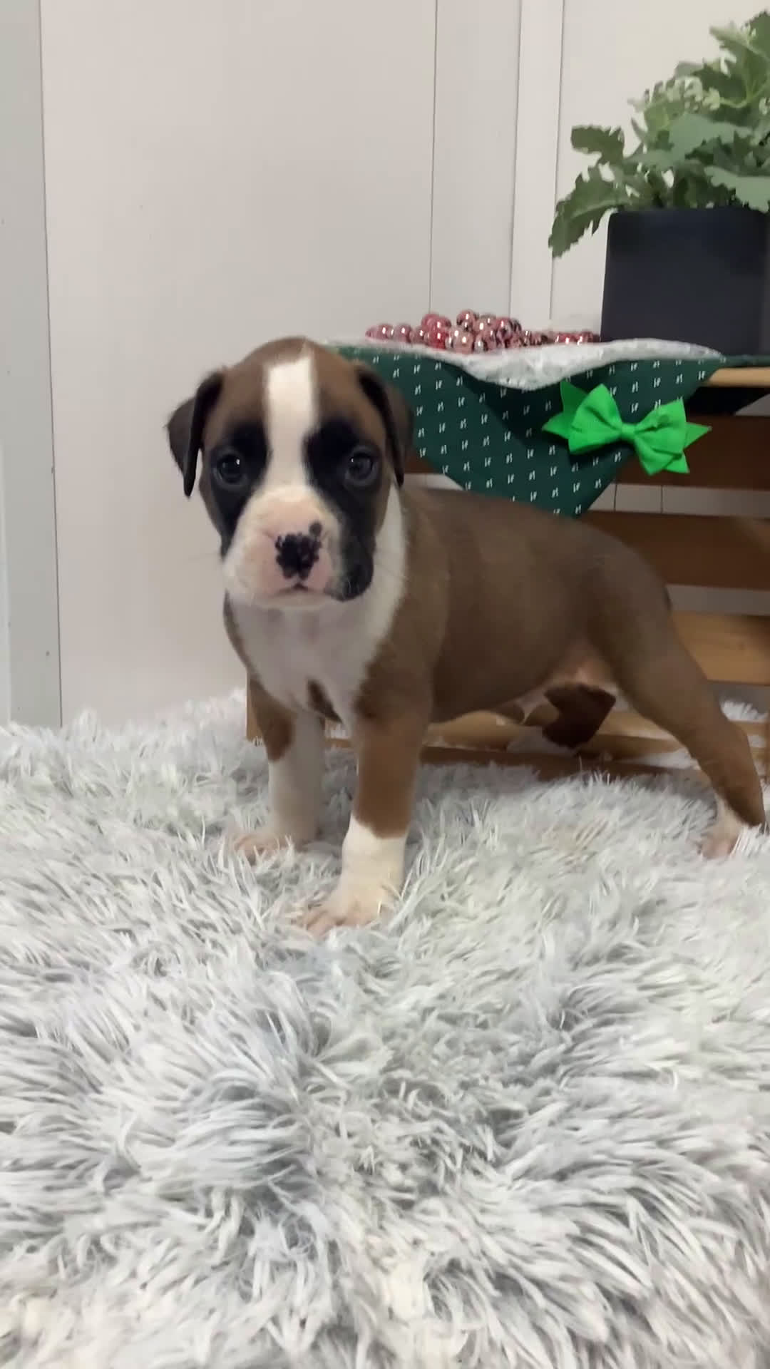 Boxer dogs for sale:  Hank Puppy 1 - Video 1