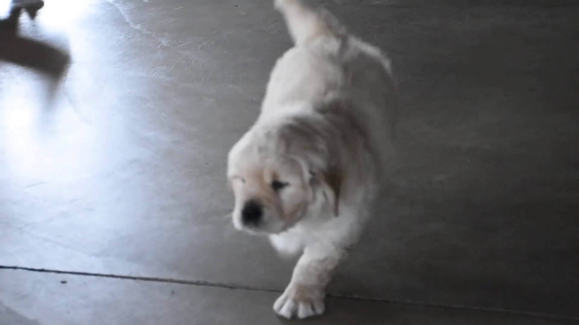 Golden Retriever dogs for sale: Buster  Genteic/OFA - Video 1