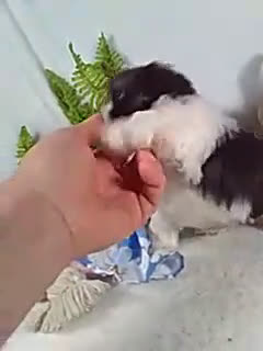 Shih Tzu dogs for sale: Bella - Video 1