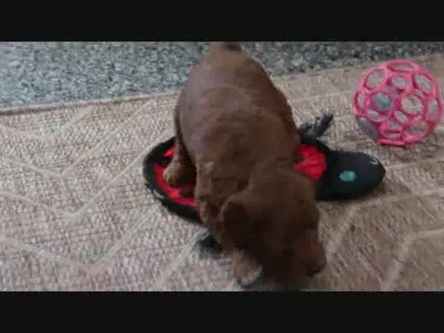 Mini Goldendoodle dogs for sale: Mindy - Video 1
