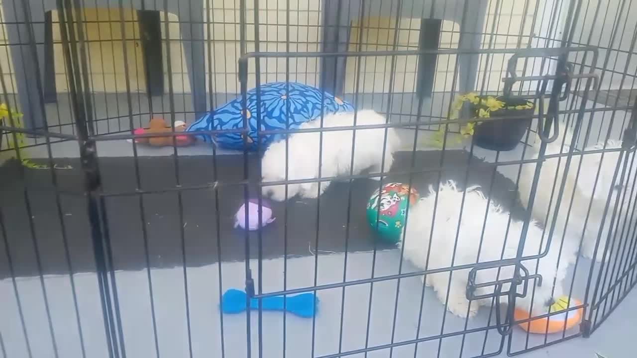 Bichon Frise dogs for sale: Bichon Frise Puppy 1 - Video 1