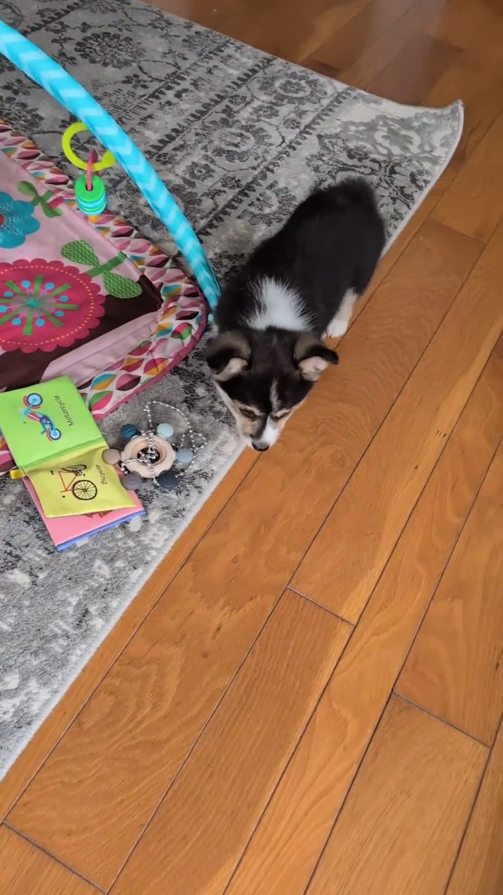 Welsh Corgi Pembroke dogs for sale: Nash - Video 1