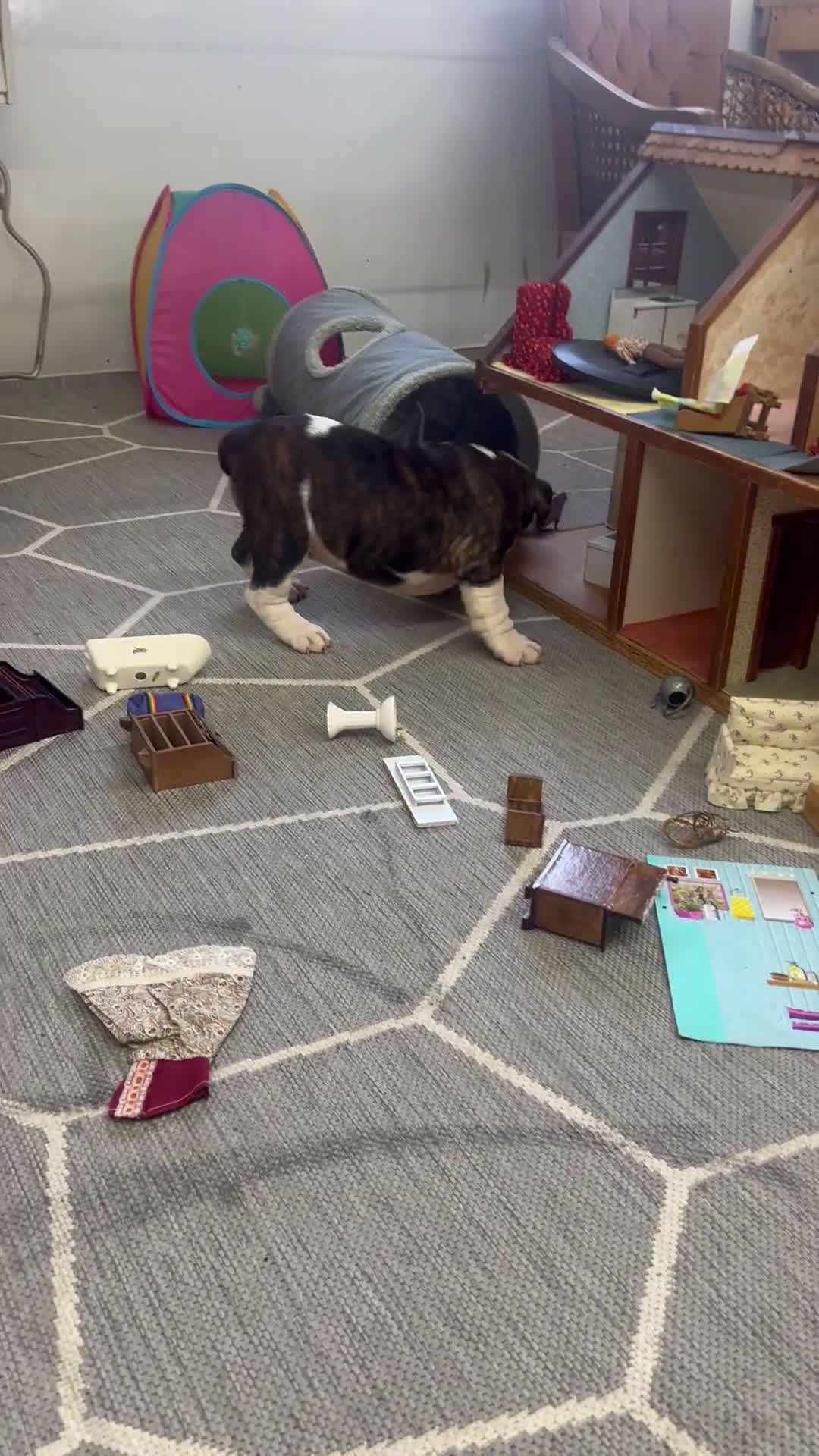 English Bulldog dogs for sale: Lisa - Video 1