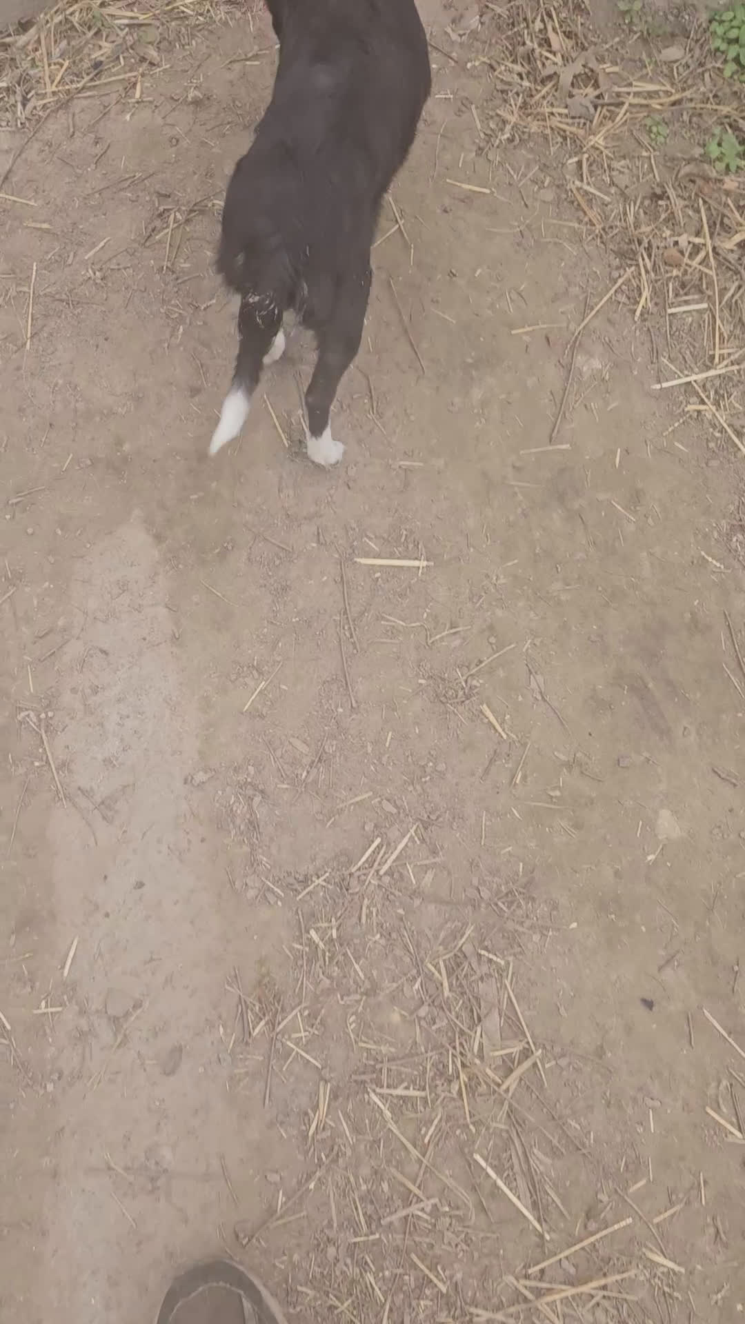 Chihuahua dogs for sale: Kumba SMALL/FLUFFY - Video 1