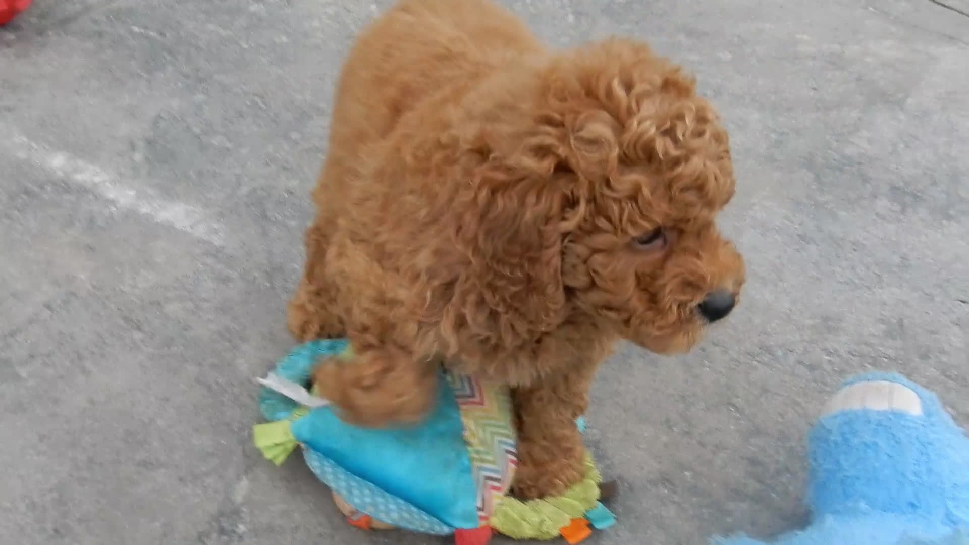 Mini Goldendoodle dogs for sale: Kole - Video 2