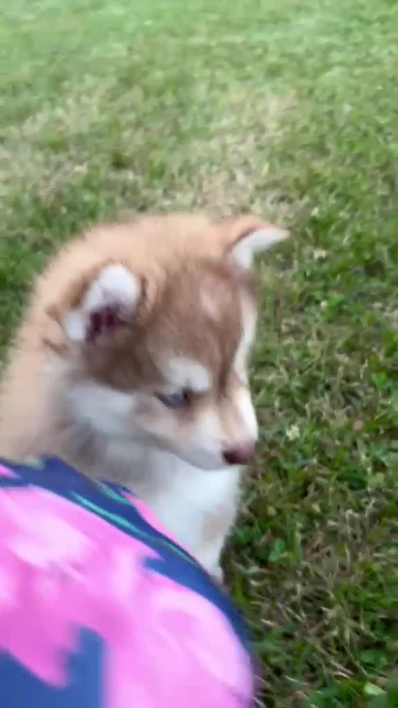 Pomsky dogs for sale: Zack - Video 1