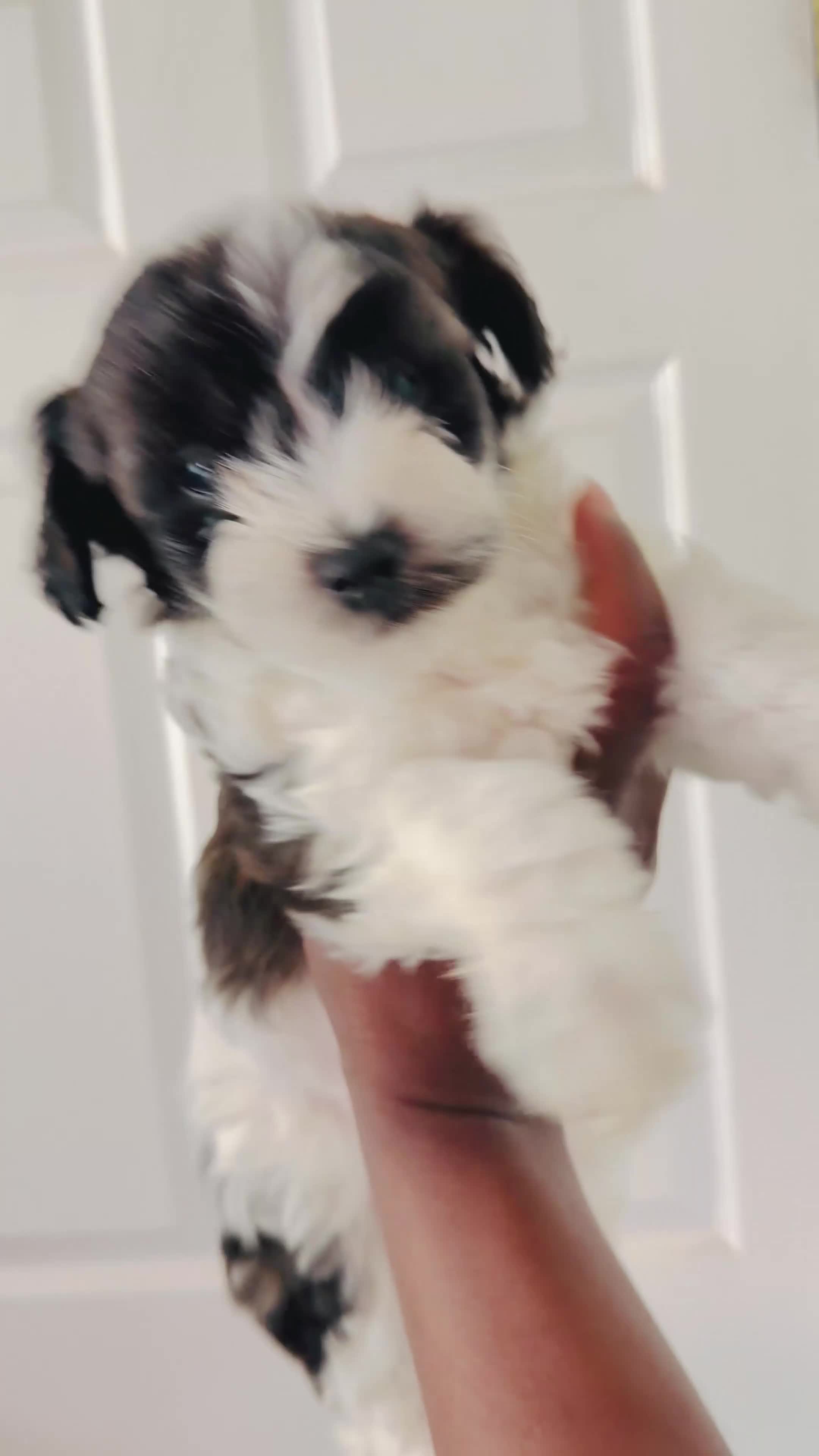 Mixed Breed dogs for sale: Mixed Breed  - Video 4