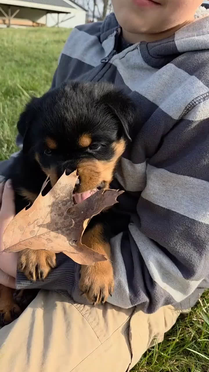 Rottweiler dogs for sale: Miss Brooklyn - Video 1