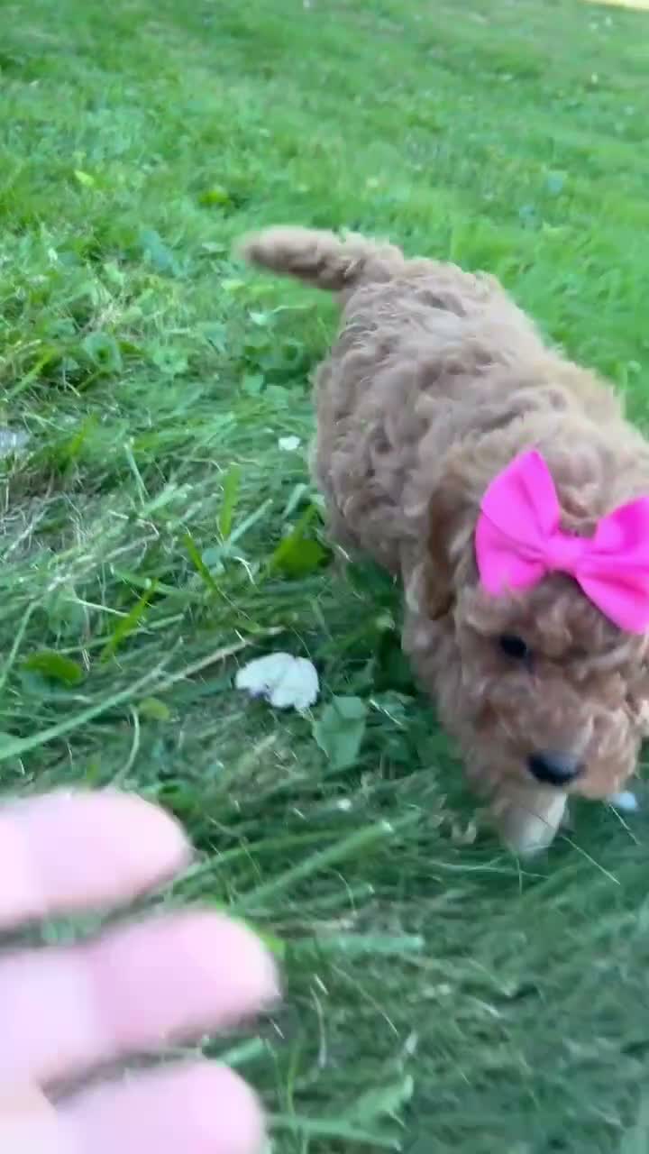 Mini Goldendoodle dogs for sale: Mia 🎀 - Video 1