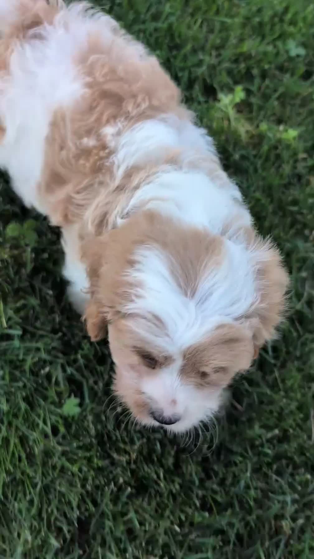 Cavapoo dogs for sale: Rayna - Video 1