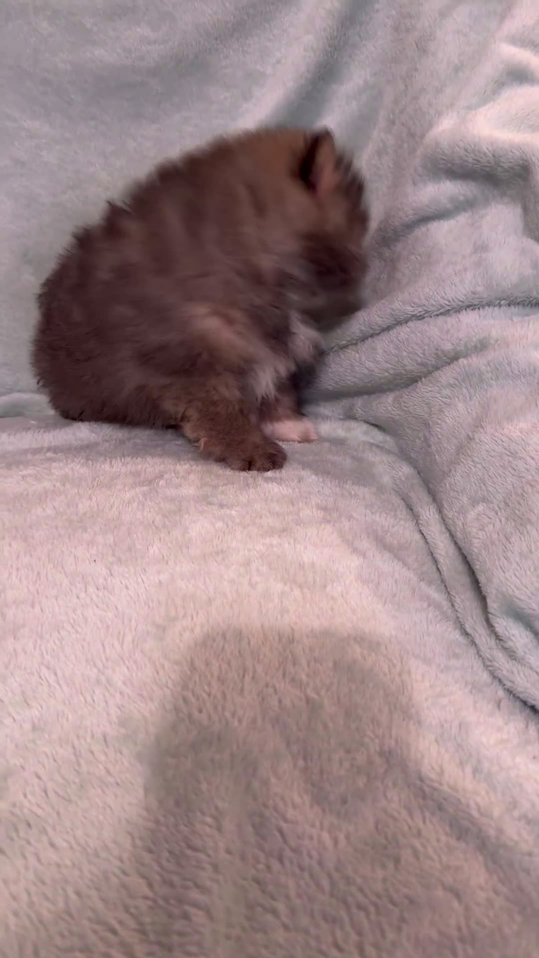 Pomeranian dogs for sale: Pomeranian Puppy 1 - Video 1