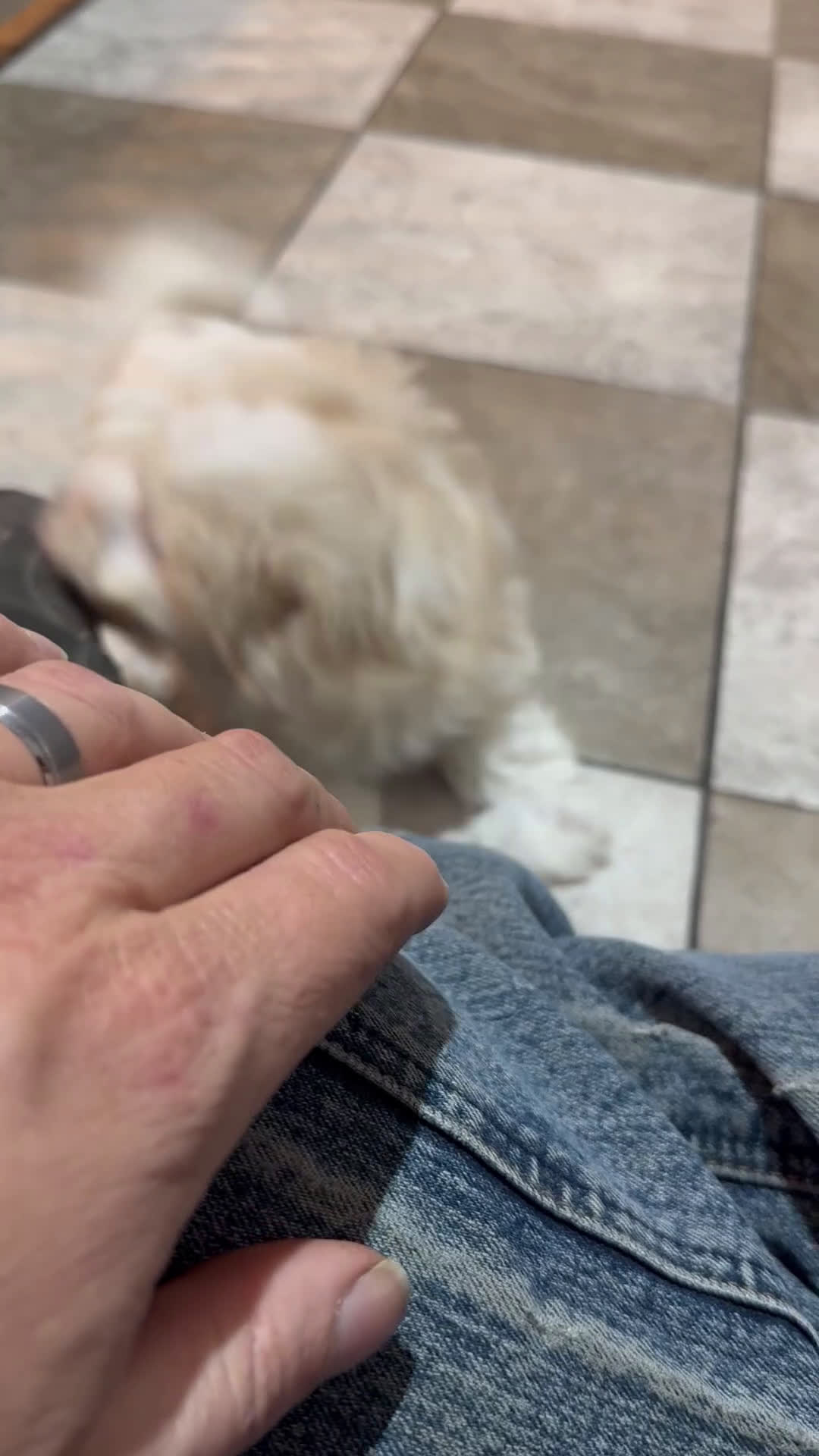 Maltipoo dogs for sale: Joey - Video 1